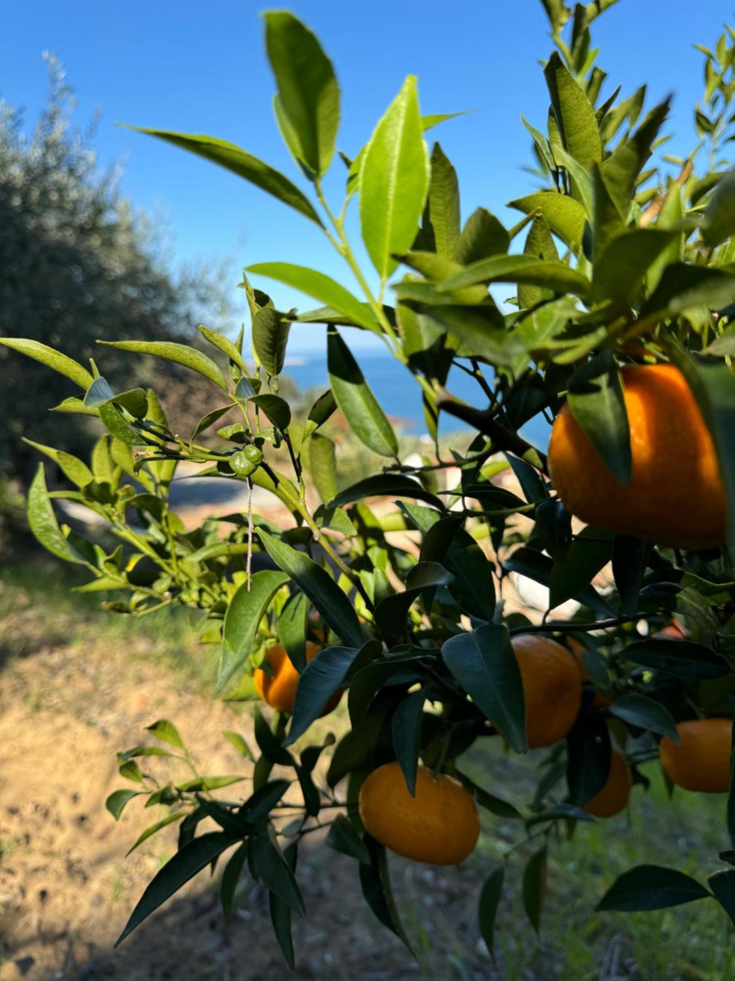 Mareblu Bed & Breakfast Cefalu Bagian luar foto